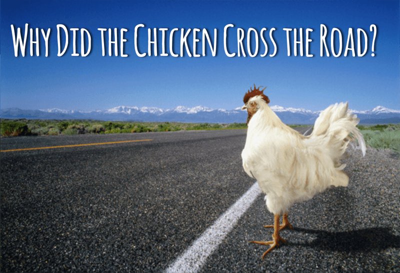 Best chicken road in Netherlands