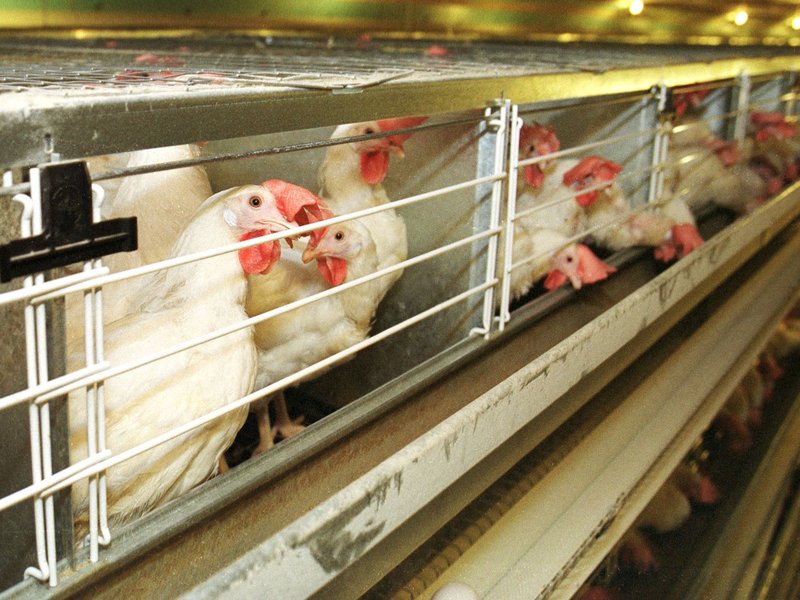 Chicken road oyna - Entdecken Sie auf der Hähnchenstraße - Das neueste Casino Spiel in Deutschland